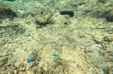 石垣島 ADVENTURE PiPi（イシガキジマアドベンチャーピピ）に投稿された画像（2023/5/2）