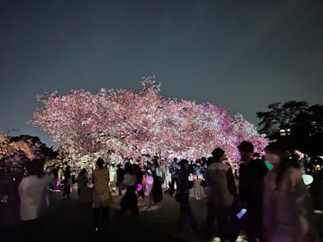 NAKED 桜の新宿御苑 2023に投稿された画像（2023/5/2）