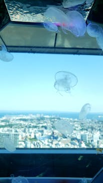 横浜ランドマークタワー 69階展望フロア スカイガーデンに投稿された画像（2023/5/2）