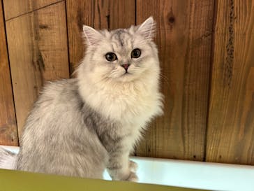 猫カフェモカ　池袋東口店に投稿された画像（2023/5/2）