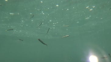 サケのふるさと 千歳水族館に投稿された画像（2023/5/2）