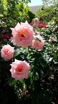 横浜イングリッシュガーデンに投稿された画像（2023/5/2）