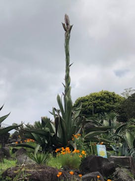 伊豆シャボテン動物公園に投稿された画像（2023/5/2）