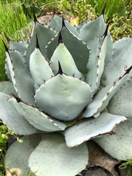 伊豆シャボテン動物公園に投稿された画像（2023/5/2）