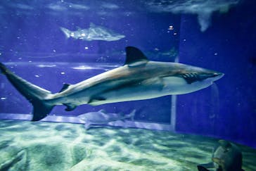 アクアワールド茨城県大洗水族館に投稿された画像（2023/5/2）
