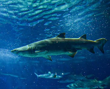 アクアワールド茨城県大洗水族館に投稿された画像（2023/5/2）