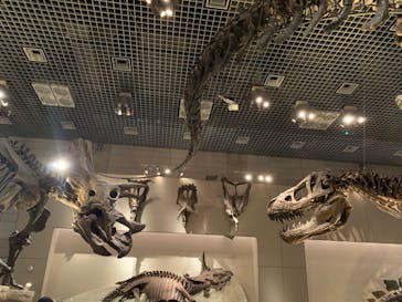 特別展「恐竜博2023」に投稿された画像（2023/5/2）