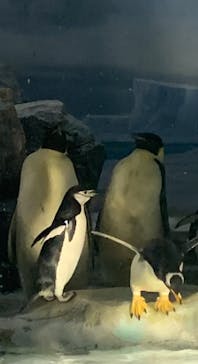 名古屋港水族館に投稿された画像（2023/5/2）