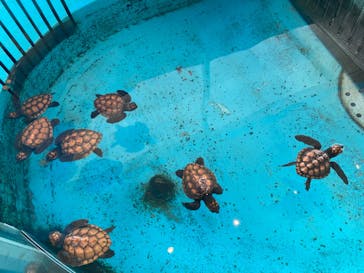 串本海中公園水族館に投稿された画像（2023/5/1）