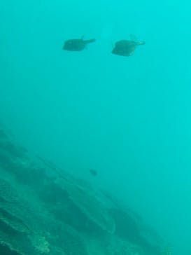 串本海中公園水族館に投稿された画像（2023/5/1）