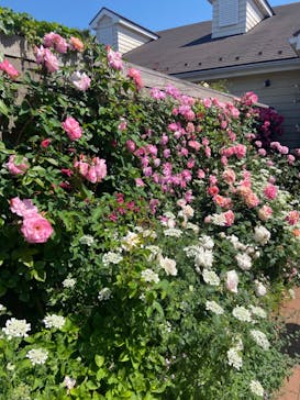 横浜イングリッシュガーデンに投稿された画像（2023/5/3）