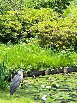 三溪園に投稿された画像（2023/5/3）