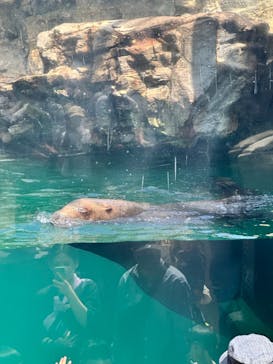 環境水族館アクアマリンふくしまに投稿された画像（2023/5/3）