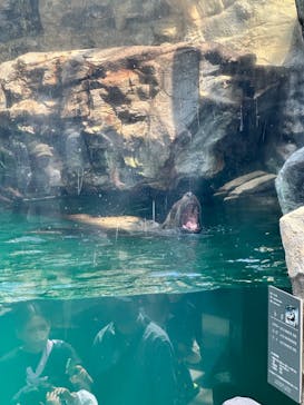 環境水族館アクアマリンふくしまに投稿された画像（2023/5/3）