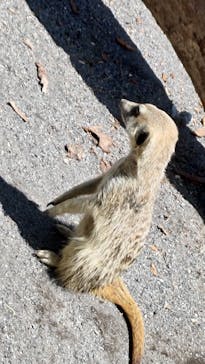 伊豆アニマルキングダムに投稿された画像（2023/5/3）