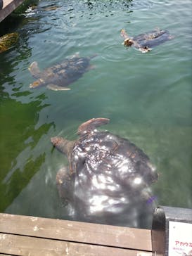 串本海中公園水族館に投稿された画像（2023/5/3）