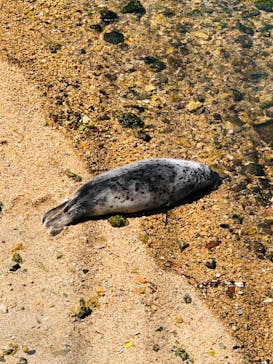 伊豆・三津シーパラダイスに投稿された画像（2023/5/3）