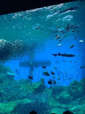 仙台うみの杜水族館に投稿された画像（2023/5/3）