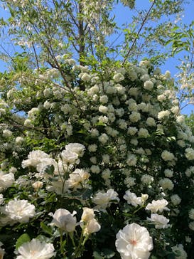 横浜イングリッシュガーデンに投稿された画像（2023/5/3）