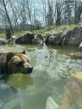 サホロリゾート　ベア･マウンテンに投稿された画像（2023/5/3）