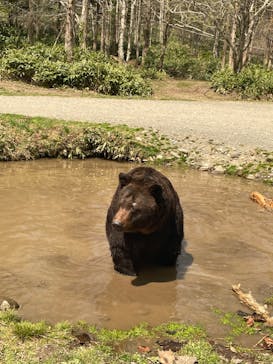 サホロリゾート　ベア･マウンテンに投稿された画像（2023/5/3）