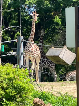 天王寺動物園に投稿された画像（2023/5/3）