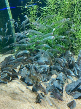 カワスイ 川崎⽔族館に投稿された画像（2023/5/3）