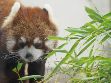 天王寺動物園に投稿された画像（2023/5/3）