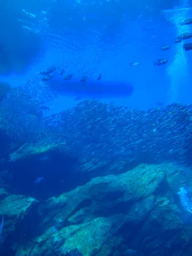 仙台うみの杜水族館に投稿された画像（2023/5/3）