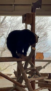 のぼりべつクマ牧場に投稿された画像（2023/5/3）