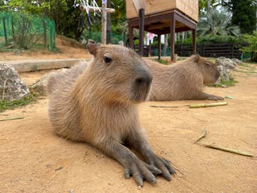 美らヤシパークオキナワ・東南植物楽園に投稿された画像（2023/5/3）
