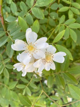 京成バラ園に投稿された画像（2023/5/3）