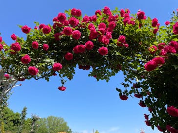 京成バラ園に投稿された画像（2023/5/3）