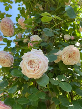 京成バラ園に投稿された画像（2023/5/3）