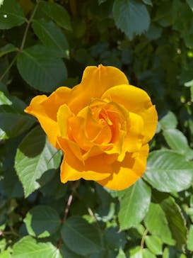 京成バラ園に投稿された画像（2023/5/3）