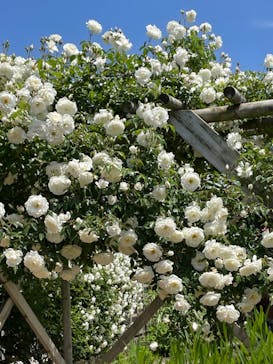 京成バラ園に投稿された画像（2023/5/3）