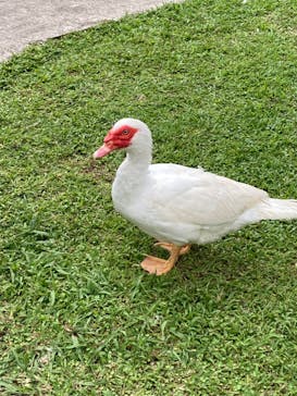 美らヤシパークオキナワ・東南植物楽園に投稿された画像（2023/5/3）