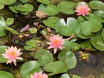 美らヤシパークオキナワ・東南植物楽園に投稿された画像（2023/5/3）