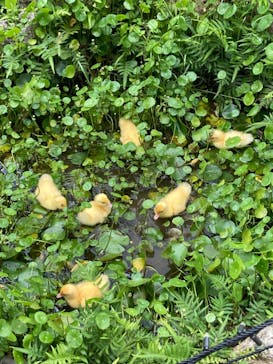 美らヤシパークオキナワ・東南植物楽園に投稿された画像（2023/5/3）