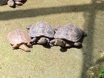 美らヤシパークオキナワ・東南植物楽園に投稿された画像（2023/5/3）