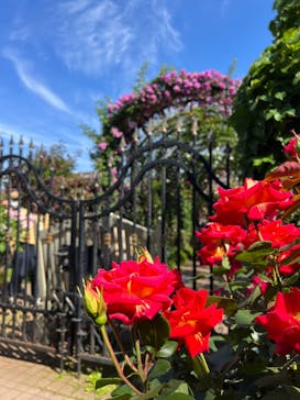 横浜イングリッシュガーデンに投稿された画像（2023/5/3）