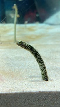 アクアワールド茨城県大洗水族館に投稿された画像（2023/5/3）