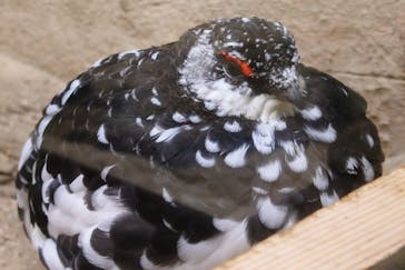 那須どうぶつ王国に投稿された画像（2023/5/3）