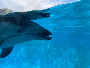 下田海中水族館に投稿された画像（2023/5/3）