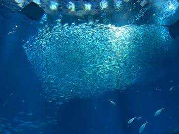 アクアワールド茨城県大洗水族館に投稿された画像（2023/5/3）