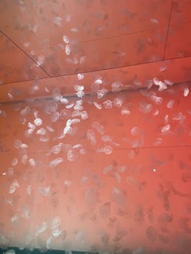 アクアワールド茨城県大洗水族館に投稿された画像（2023/5/3）