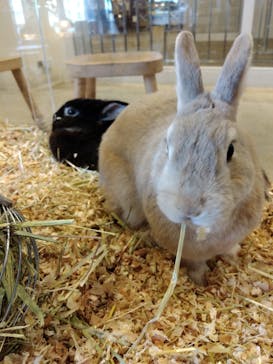 Moff animal cafe MARKIS 福岡ももち店に投稿された画像（2023/5/3）