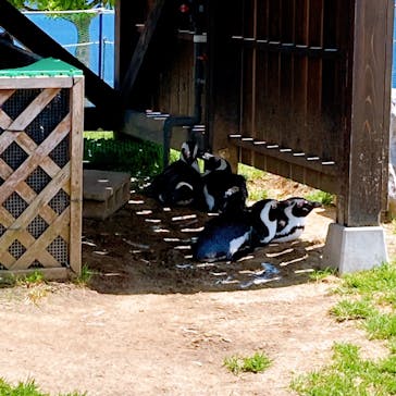 名古屋港水族館に投稿された画像（2023/5/3）