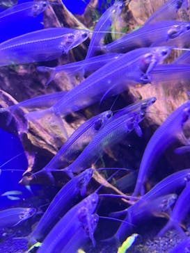 サンシャイン水族館に投稿された画像（2023/5/3）