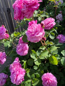 横浜イングリッシュガーデンに投稿された画像（2023/5/3）